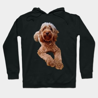 Cavapoo puppy dog relaxing - cavalier king charles spaniel poodle, puppy love Hoodie